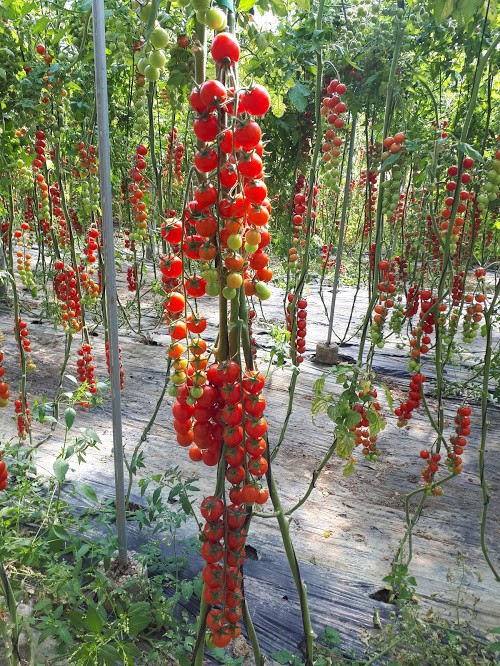 Nirit Seeds Ibérica irrumpe en el mercado  del cherry con Apeliotes, el fruto de excelente sabor y postcosecha