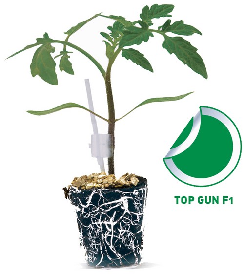 Top Seeds ofrece protección y la máxima calidad y producción con su portainjertos de tomate Top Gun