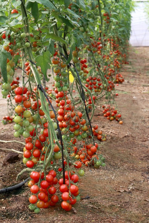Meridiem Seeds supera todas las expectativas con su amplio catálogo de variedades de tomate