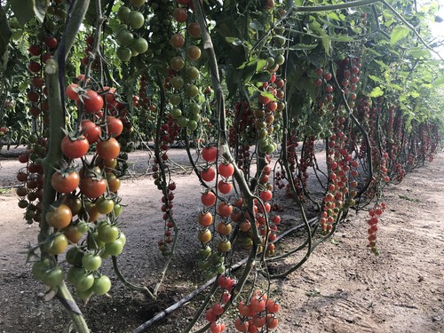 Syngenta presenta sus nuevos tomates MR16229, Koshima y Dolmen