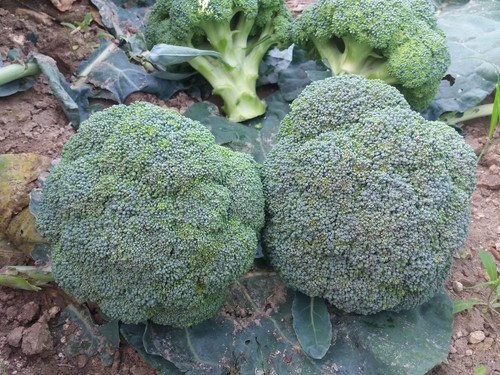 ISI SEMENTI lanza dos variedades de brócoli de cabeza compacta, grano fino y fácil recolección