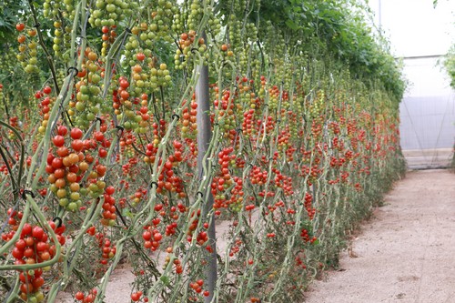 Meridiem Seeds se posiciona como un gran referente en tomate con variedades de calidad y sabor en diferentes tipologías