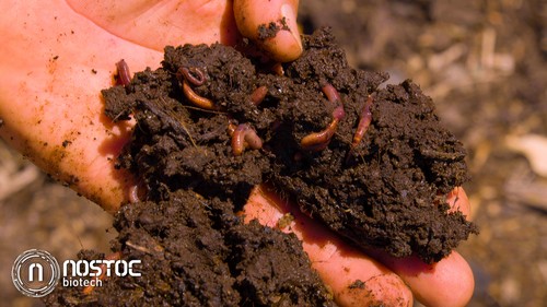Nostoc Biotech recomienda usar su humus de lombriz como el inoculador de vida más eficaz para el suelo del invernadero