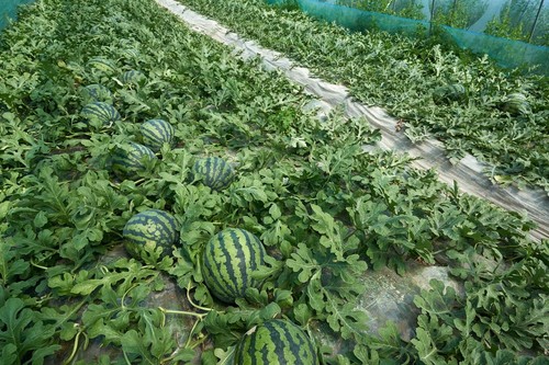 Agricultura no ha dejado de realizar controles de madurez en sandía y melón durante el estado de alarma
