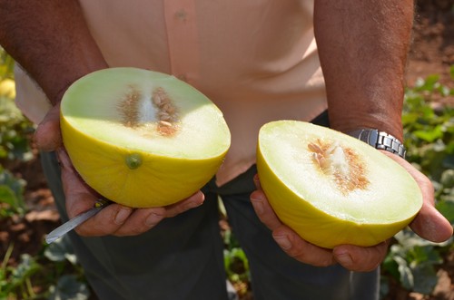 Don García F1, el melón amarillo para plantaciones tempranas de Ramiro Arnedo