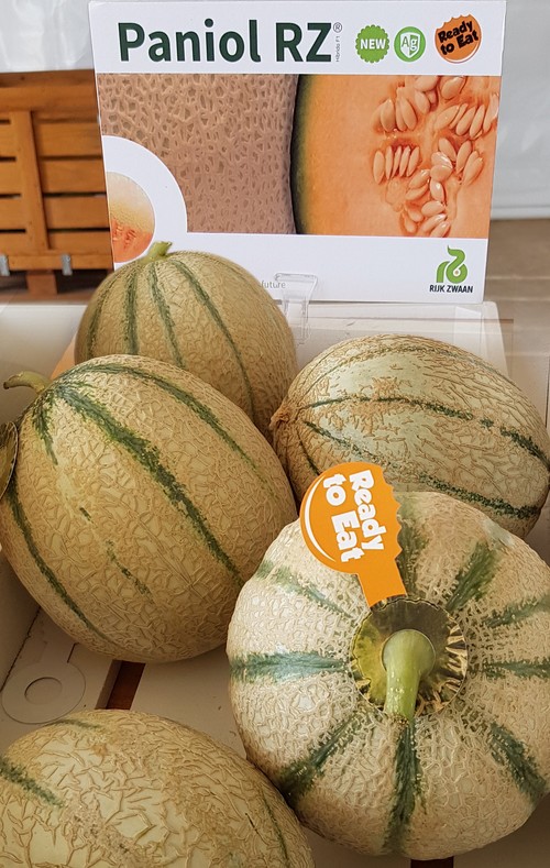 La nueva generación de melón de Rijk Zwaan, la mejor solución al oídio y al pulgón