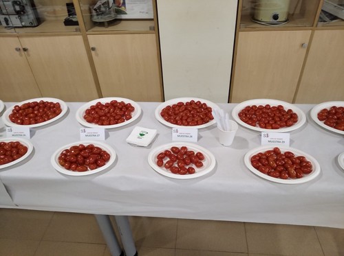 CASI lidera un proyecto para desarrollar un tomate de Almería especial y distinto al de otros orígenes