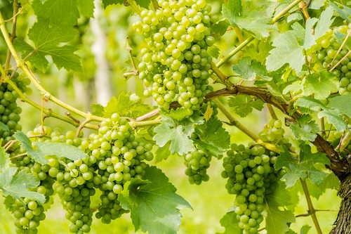 La UAL participa en la mejora de la conservación de la uva de mesa hasta su llegada al consumidor final