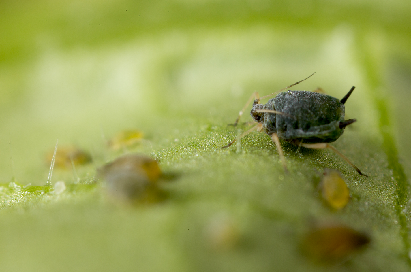 El control de hormigas, imprescindible para tener éxito en la lucha biológica contra el micropulgón