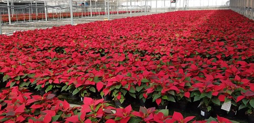 El sector de planta ornamental inicia la campaña ‘En una Navidad especial, una flor especial’