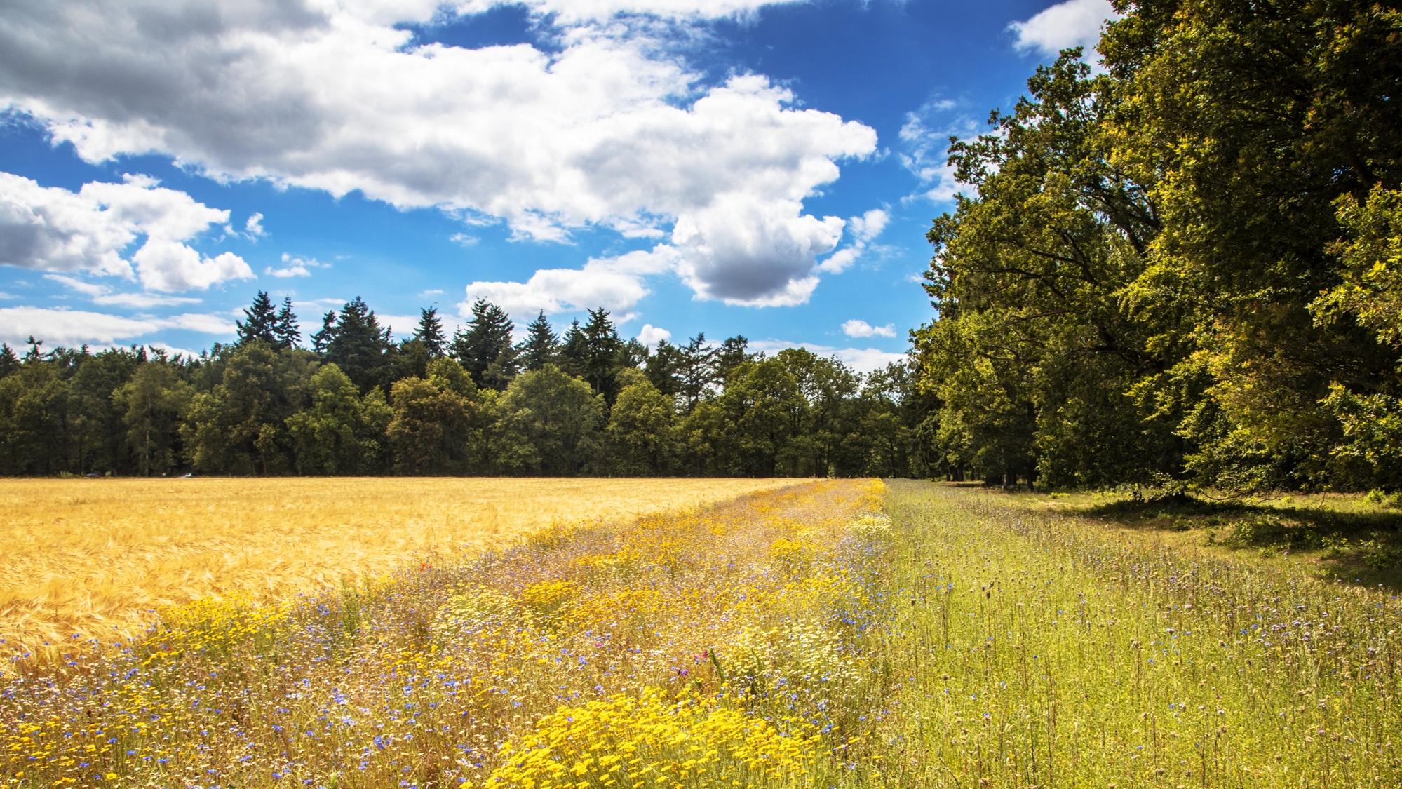 BASF se compromete a impulsar la agricultura sostenible en Europa a través de objetivos concretos