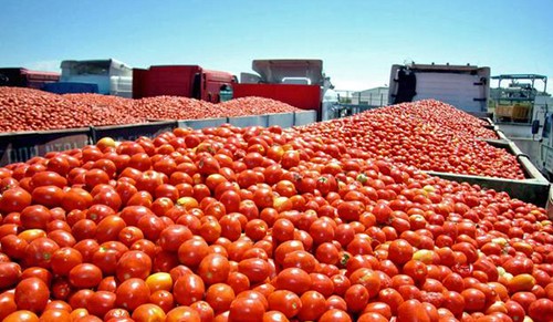 Clara Aguilera pregunta a la Comisión Europea por el posible fraude en la indicación de origen de productos hortofrutícolas marroquíes