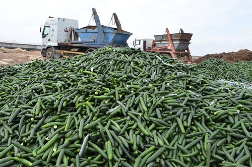 El sector hortícola de Almería y Granada retirará del mercado el 30% de pepino