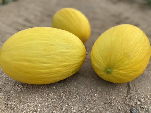 Seminis completa su portfolio de melón amarillo para Almería con Chestlate