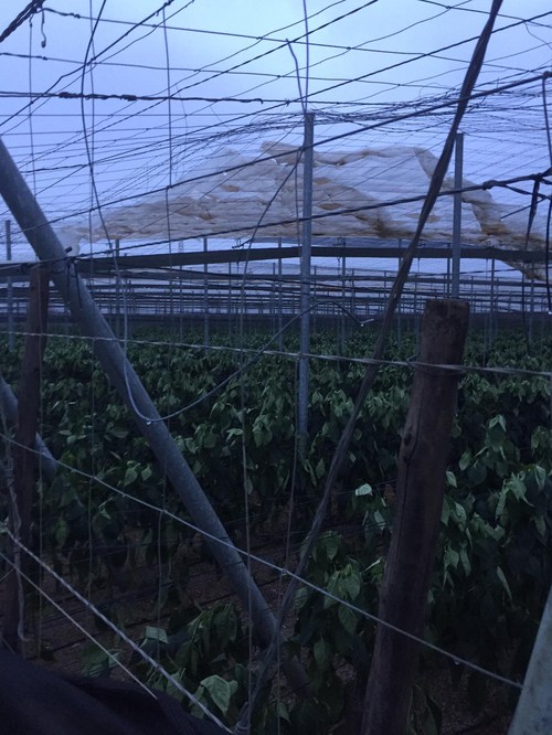 Un remolino provoca daños en diez hectáreas de invernadero en Ejido Norte y Pampanico