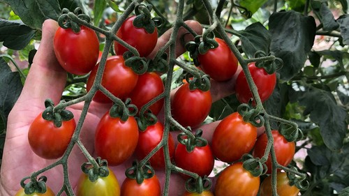 BASF presenta en México su primera variedad con resistencia intermedia al virus rugoso del tomate (ToBRFV)