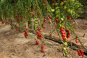Coprohníjar afianza su liderato en la comercialización de tomate cherry