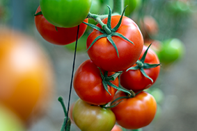 Yuksel Seeds presenta Azarbe, su nueva variedad de tomate suelto