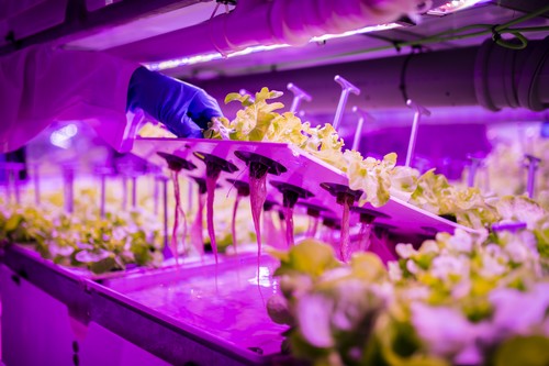 Agromediterránea lanzará al mercado lechugas vivas y sin tratamientos fitosanitarios