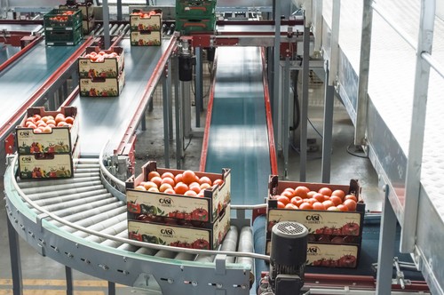 CASI lidera la comercialización de tomate en Europa y pone el foco en el segmento ecológico