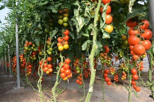 Seminis aporta calidad y seguridad con sus tomates Laujar, Bateyo y Anairis