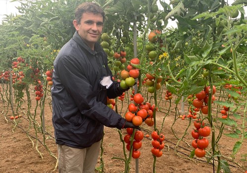 Ramiro Arnedo muestra su variedad de tomate rama Romancero F1 esta semana en diferentes fincas de la provincia