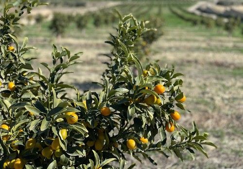 Bio Campojoyma es la primera empresa de Almería que cultiva kumquat bio