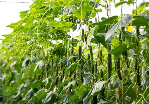 Sedal F1* eleva el estándar de calidad y sanidad vegetal en pepino tardío