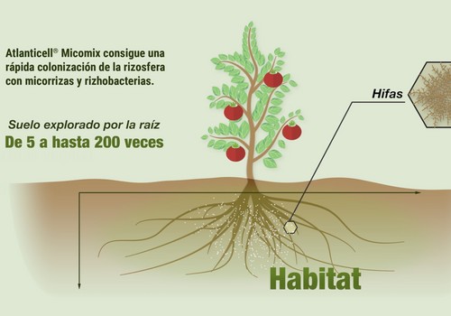 Atlanticell® Micomix convierte el suelo en un elemento vivo para el desarrollo de los cultivos