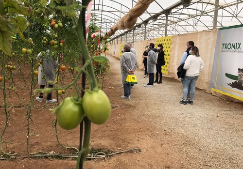 La jornada de portainjertos de tomate de Fitó muestra su papel clave en la sanidad y productividad de las plantas