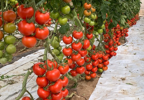 Saladyn F1 e Inoxx F1, los tomates pera y ramo de ISI Sementi para exportación