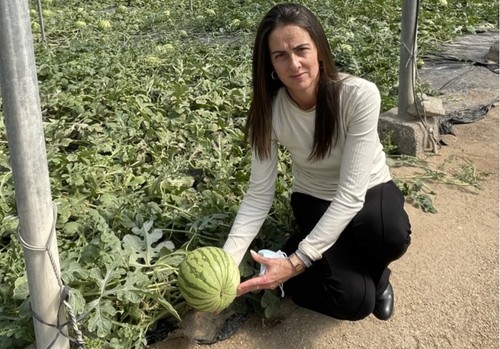 La Junta inicia en Almería la campaña ‘No cortes en verde’ para la comercialización de melón y sandía con maduración óptima