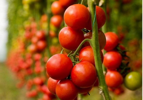 Clara Aguilera reclama a la Comisión Europea que revise el sistema de precios de entrada de tomate marroquí en la UE