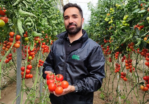 “Ateneo es la variedad de referencia en tomate rama para exportación por su calibre, producción y poscosecha”