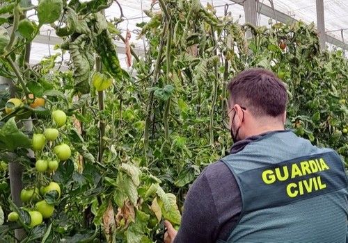 La Guardia Civil detiene al autor de robos de género en invernaderos de El Ejido y La Mojonera y recupera más de 150 kilogramos de tomate