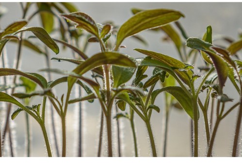 Soluciones nutricionales de Herogra Fertilizantes para el cultivo ecológico protegido