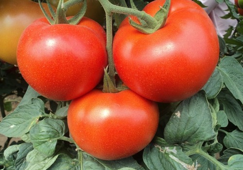 ASAJA asegura que la dejadez de las administraciones provoca la pérdida del 16% de la superficie de tomate en Almería en 9 años
