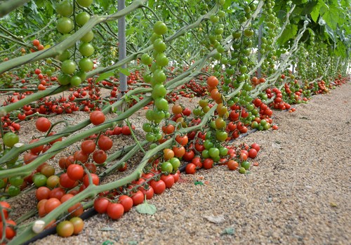 Investigadores del CSIC descubren un nuevo mecanismo para controlar la maduración del tomate