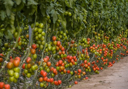 Barbarela F1, Olmedo F1 y Sir Galvan F1, entre las variedades más destacadas del portfolio de tomate de Vilmorin-Mikado