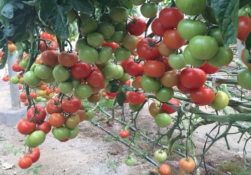 Seminis, en tomate, y De Ruiter, en portainjertos, marcan la diferencia en el campo almeriense