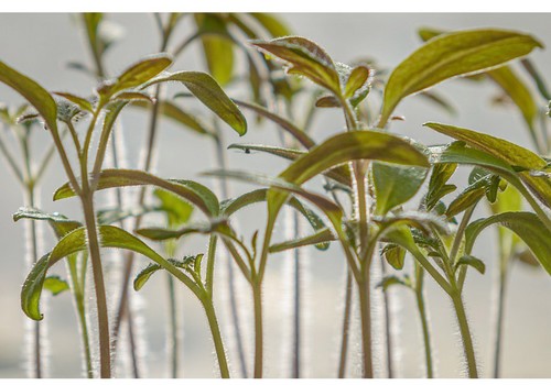 Soluciones nutricionales de Herogra Fertilizantes para el cultivo ecológico protegido