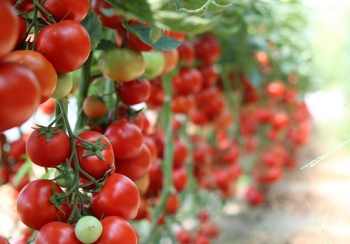COAG denuncia que el rey de Marruecos construye de forma ilegal la  “megalópolis del tomate” en Dakhla a costa de los saharauis y los agricultores del sudeste español