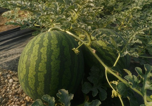 ASAJA estima en 75 millones de euros las pérdidas que la campaña de sandía y melón deja en los agricultores