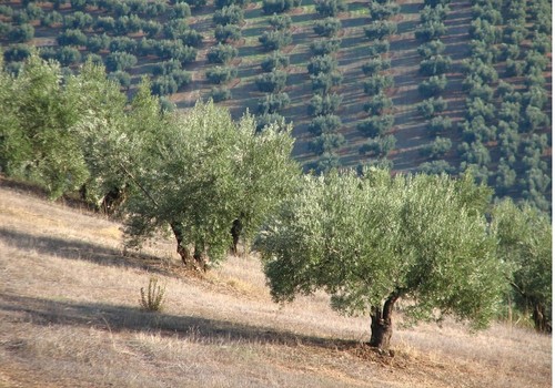 El 10 % de la superficie agraria en España ya es ecológica y supera los 2,4 millones de hectáreas en 2020