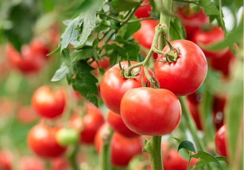 La importación comunitaria de tomate fresco crecerá un 7% en 2021 y la exportación caerá un 21%