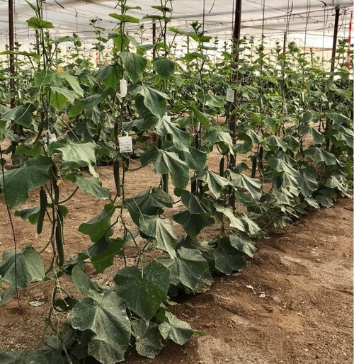 Growing For The Future, cultivo sostenible y eficiente en pepino ¡Un nuevo caso de éxito!
