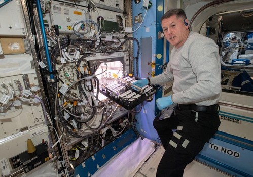 La NASA cultiva pimientos en el espacio por primera vez en su historia