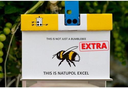 Natupol Excel Extra: más abejorros y nidos más desarrollados de la mano de Koppert España