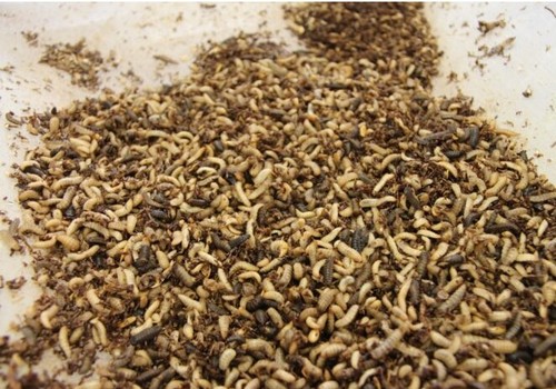 Entonatur, el proyecto que introduce los insectos en alimentación y en campo