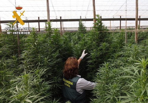La Guardia Civil interviene 125.000 plantas de  “cannabis” en ocho plantaciones de cáñamo